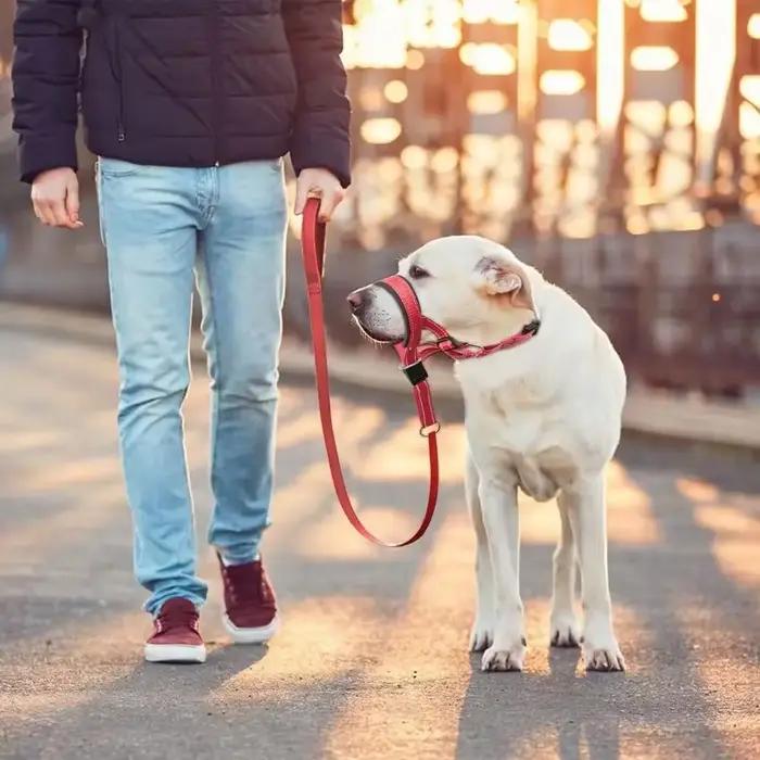 Créatif chien licou Halti formation tête collier doux Leader harnais en Nylon détachable toutes les saisons utile harnais plomb chaud
