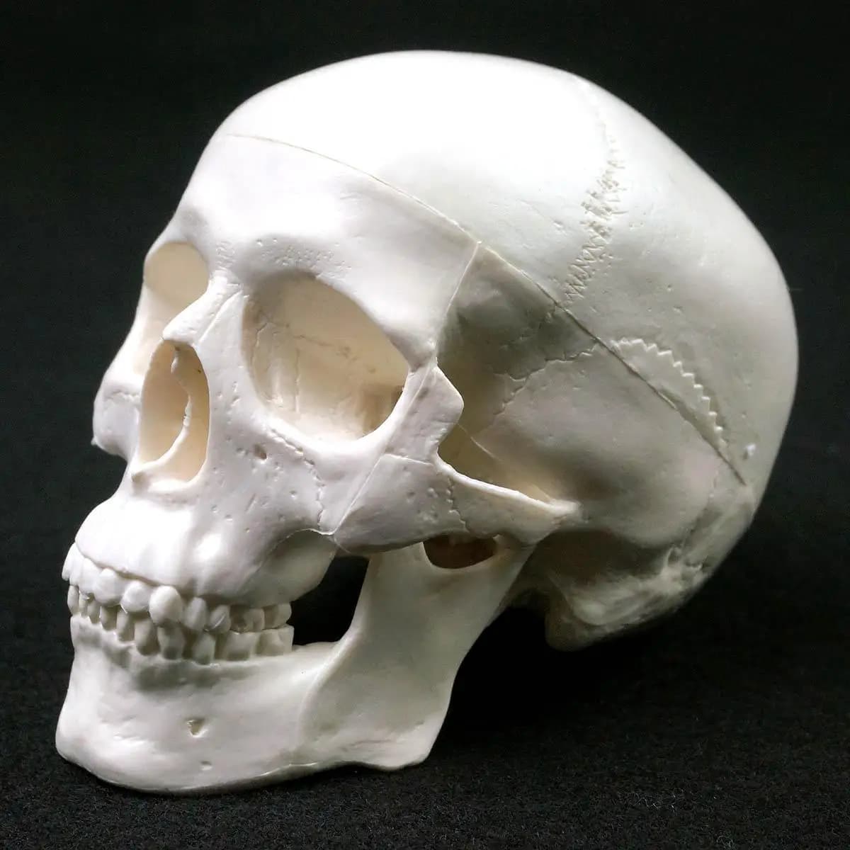 Mini tête d'anatomie anatomique humaine, fournitures d'enseignement d'anatomie, modèle de crâne, mod