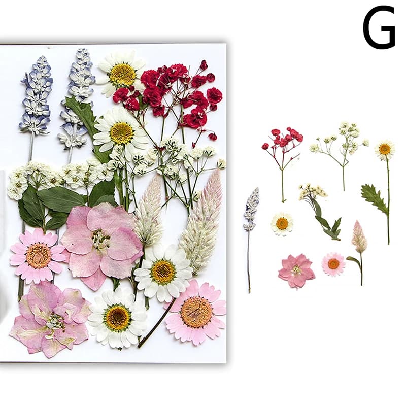 Fleurs séchées véritable plante naturelle pressée fleur pour résine époxy remplissage bricolage Nail