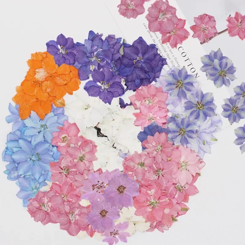 60 pièces pressées séchées Consolida Ajacis fleur plante herbier pour bijoux carte postale carte d'i