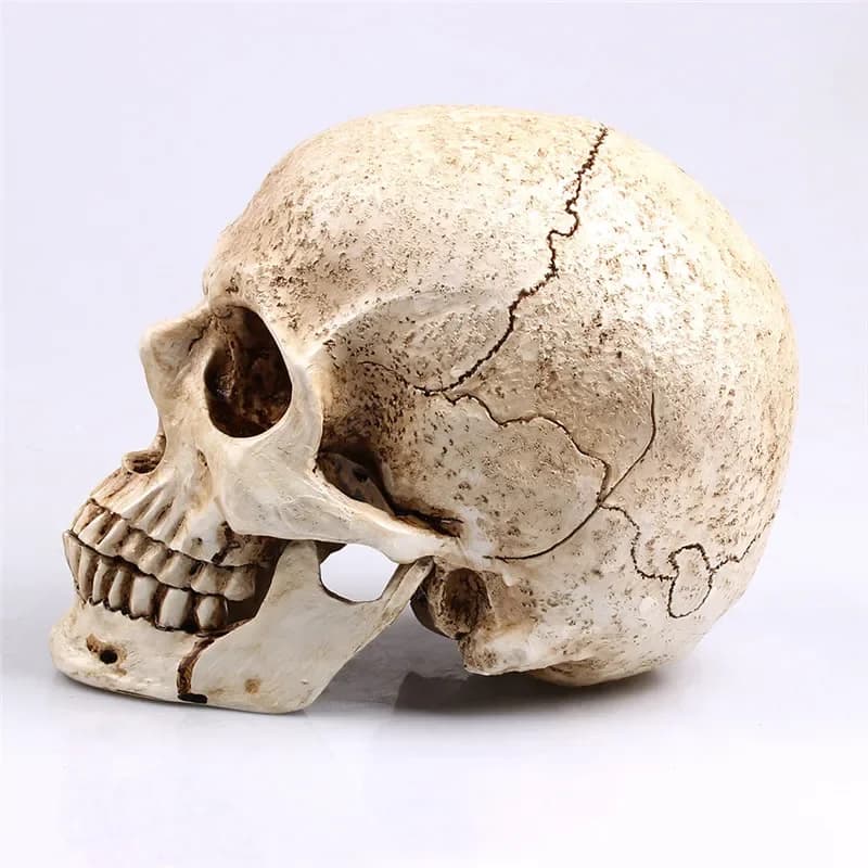 Sculpture de crâne d'animal pour la décoration d'Halloween, artisanat en résine, réplique médicale, 