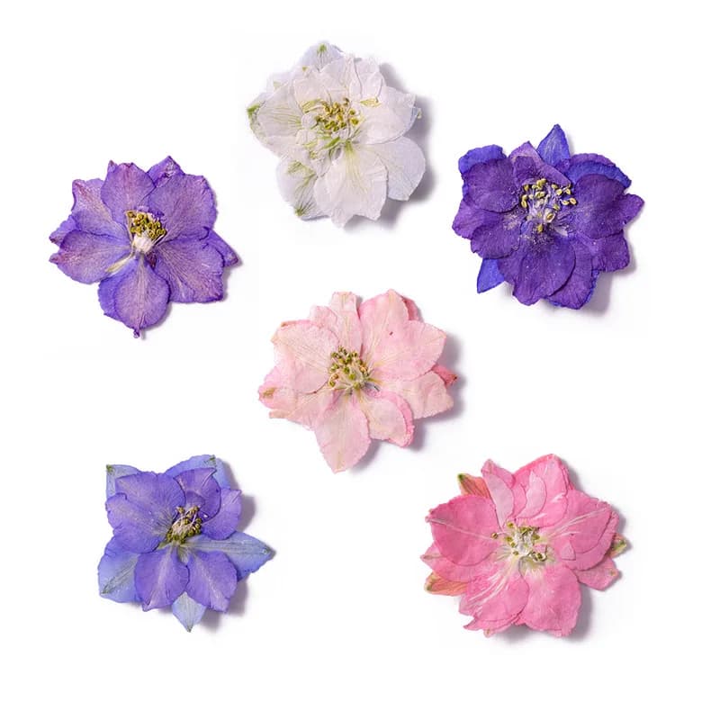 Plante de fleurs d'ajabis séchées, 120 pièces, herbium pour bijoux, maquillage du visage, carte postale, carton d'invitation, étui de téléphone, bricolage