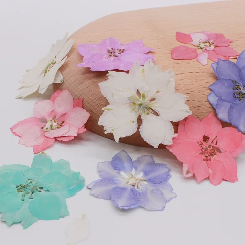 60 pièces pressées séchées Consolida Ajacis fleur plante herbier pour bijoux carte postale carte d'invitation coque de téléphone signet bricolage