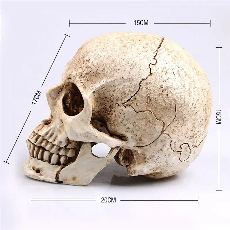 Sculpture de crâne d'animal pour la décoration d'Halloween, artisanat en résine, réplique médicale, modèle médical, réplique de vie, haute qualité, 1:1