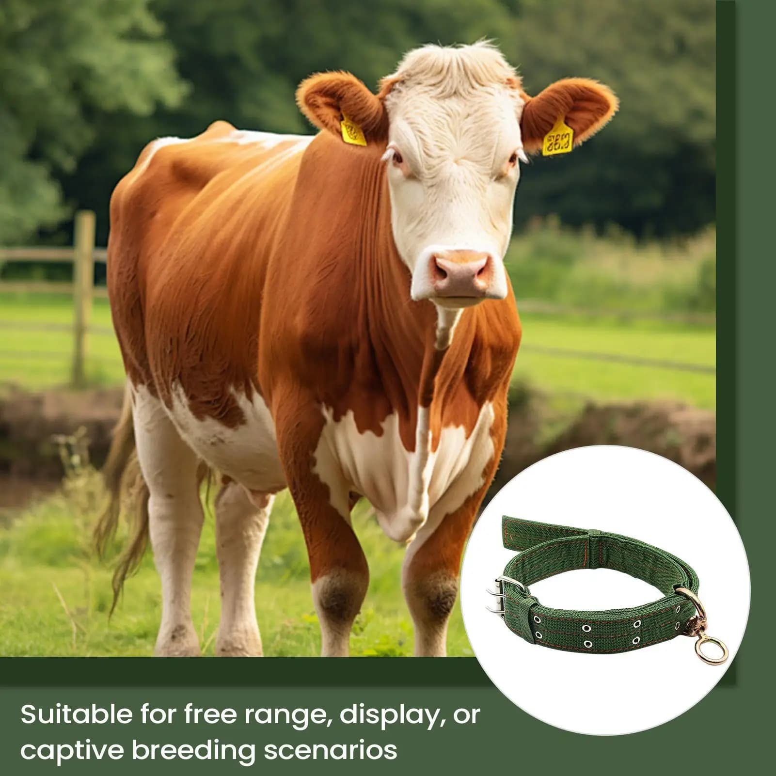 Colliers pour chèvres, chevaux et moutons – Sangle de traction résistante à l'abrasion pour petits animaux de ferme, veaux et vaches, pour l'alimentation
