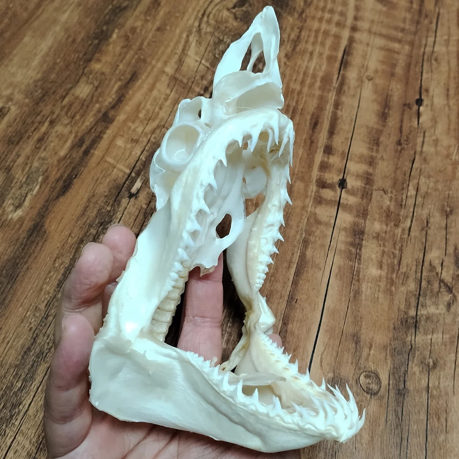 Grand crâne de poisson, vrai poisson de mer profonde, squelette d'animal, modèle d'échantillon, taxidermie, éducation scientifique, objets de collection, cadeaux uniques