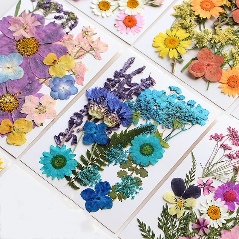 Fleurs séchées véritable plante naturelle pressée fleur pour résine époxy remplissage bricolage Nail Art artisanat fabrication de bijoux artisanat