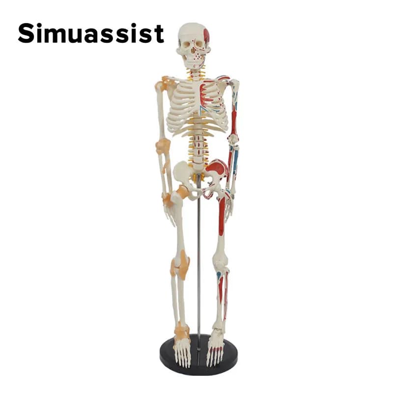 Modèle de squelette humain 1/2 grandeur nature 85 cm, moitié musculaire et moitié ligamentaire, pour dessin, science médicale, anatomie