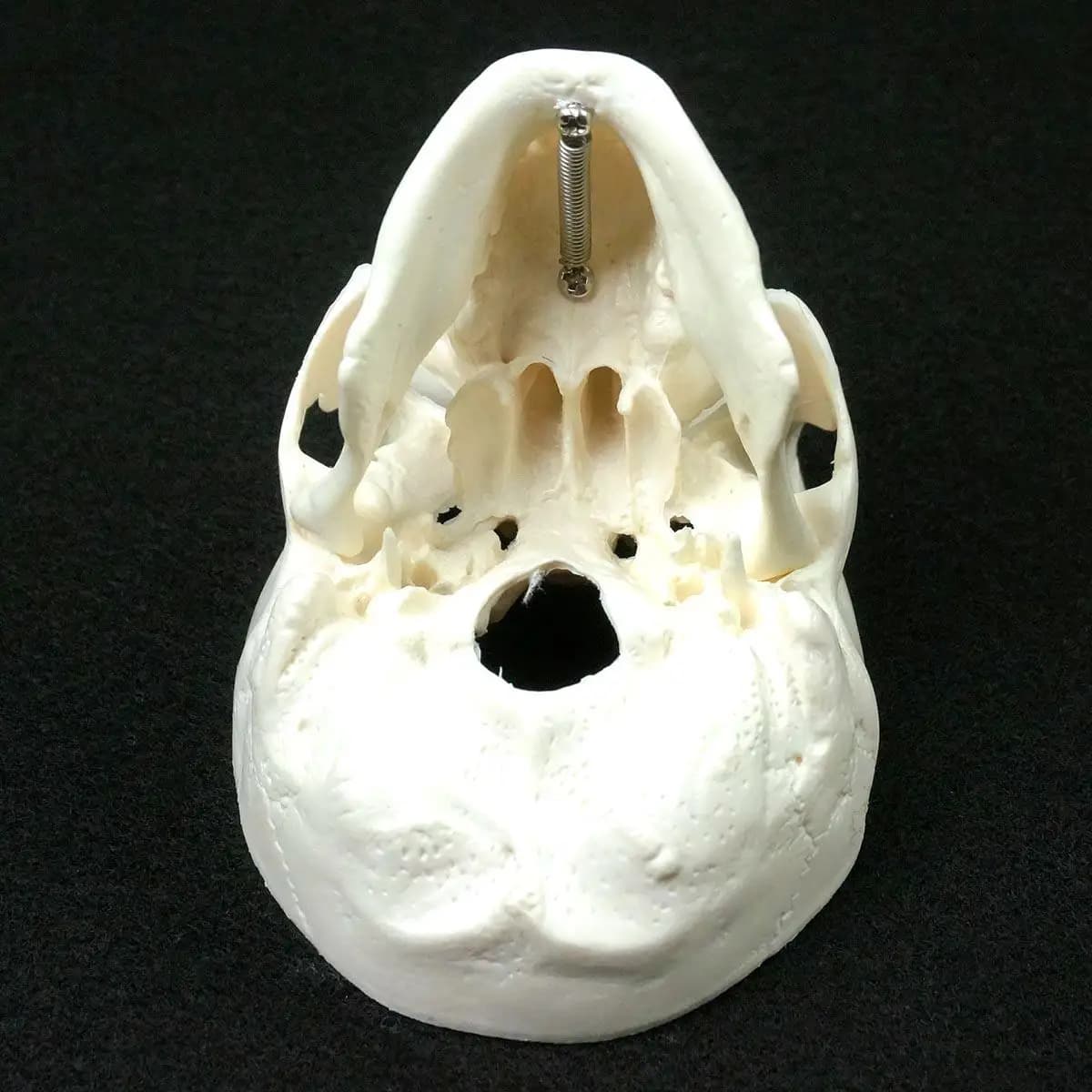 Mini tête d'anatomie anatomique humaine, fournitures d'enseignement d'anatomie, modèle de crâne, modèle anatomique humain, médecine
